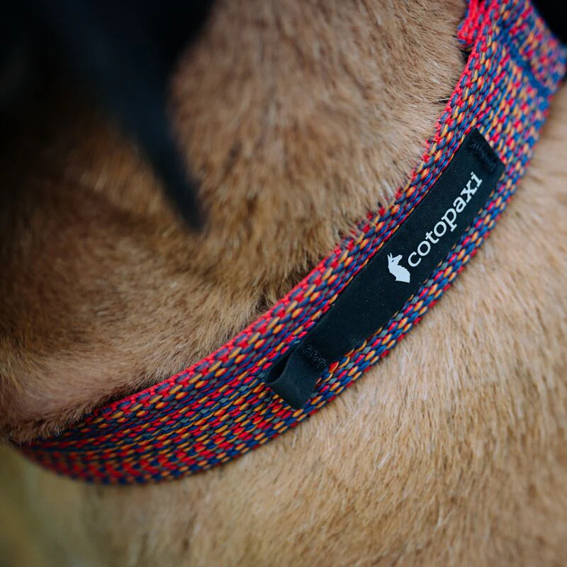 Del Día Dog Collar - Image 5